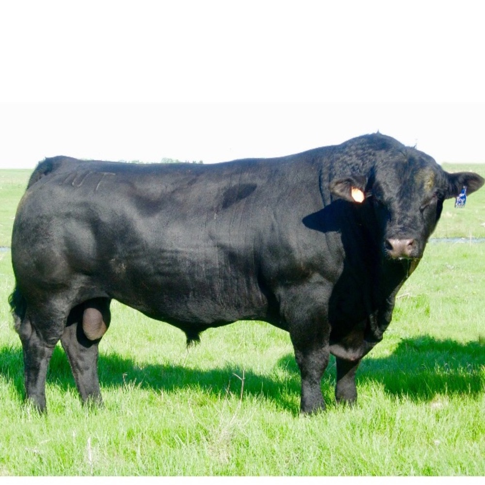 ♥️🌿🌱🐂🌱🌿♥️🌿🌱🐂🌱🌿♥️🌿🌱🐂 - Picture 15 of 16